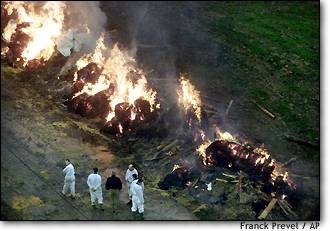 Foot-and-mouth plague