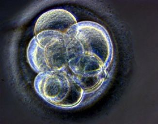 A cloned human embryo, created at the Centre for Life in Newcastle upon Tyne, England, 19 May 2005/handout