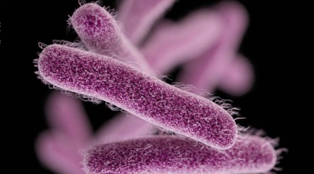 shigellosis