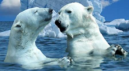 polar bears