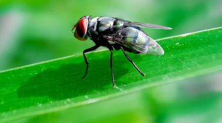 Flesh-Eating Cattle Screwworm Spreads Beyond Texas As USDA Accelerates Eradication Push