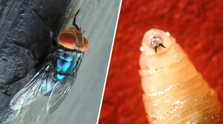 Flesh-Eating Screwworm Detected In Texas, Threatening Already-Strained U.S. Cattle Herd